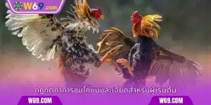ไก่ชน Thomo